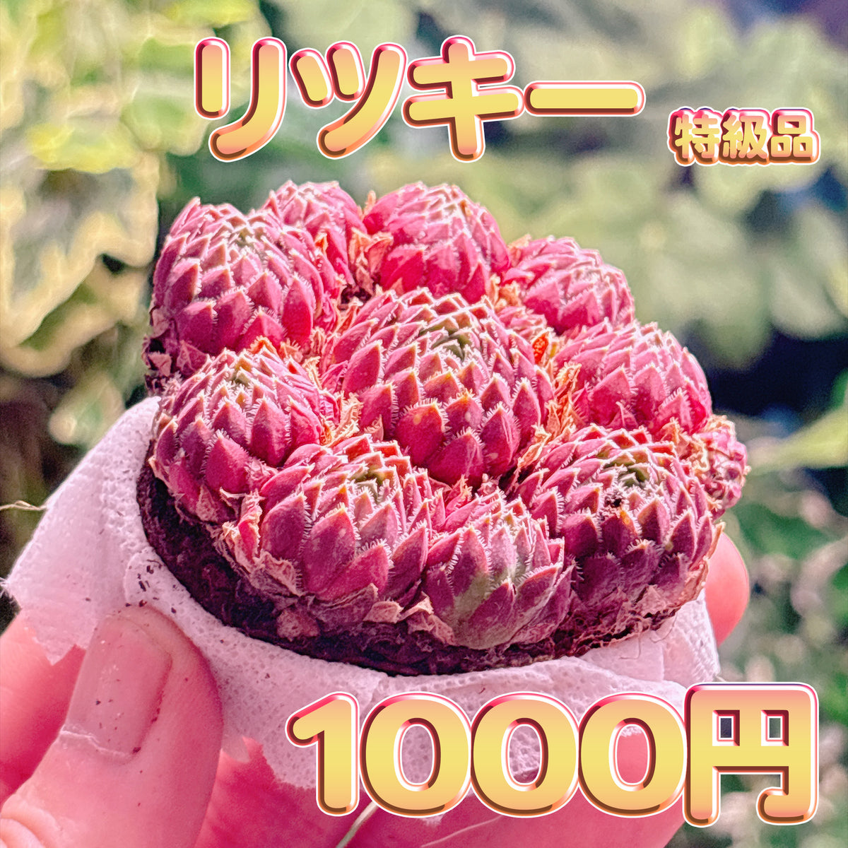 リツキー　特級品　根付き苗