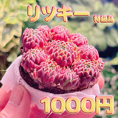 リツキー　特級品　根付き苗