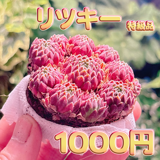 リツキー　特級品　根付き苗