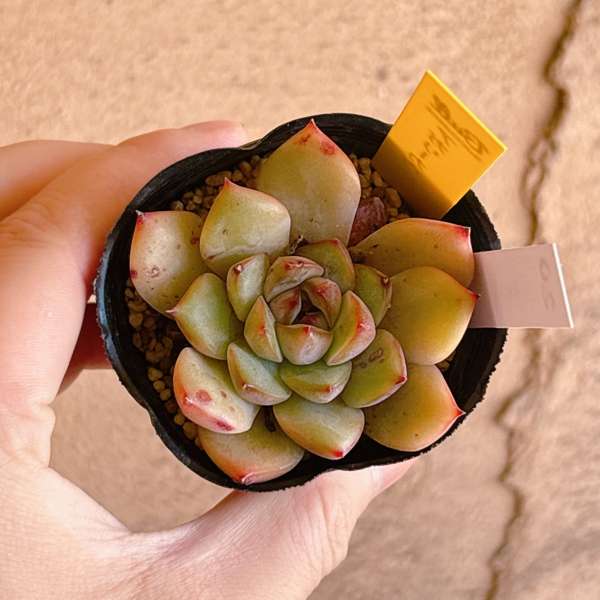 多肉植物