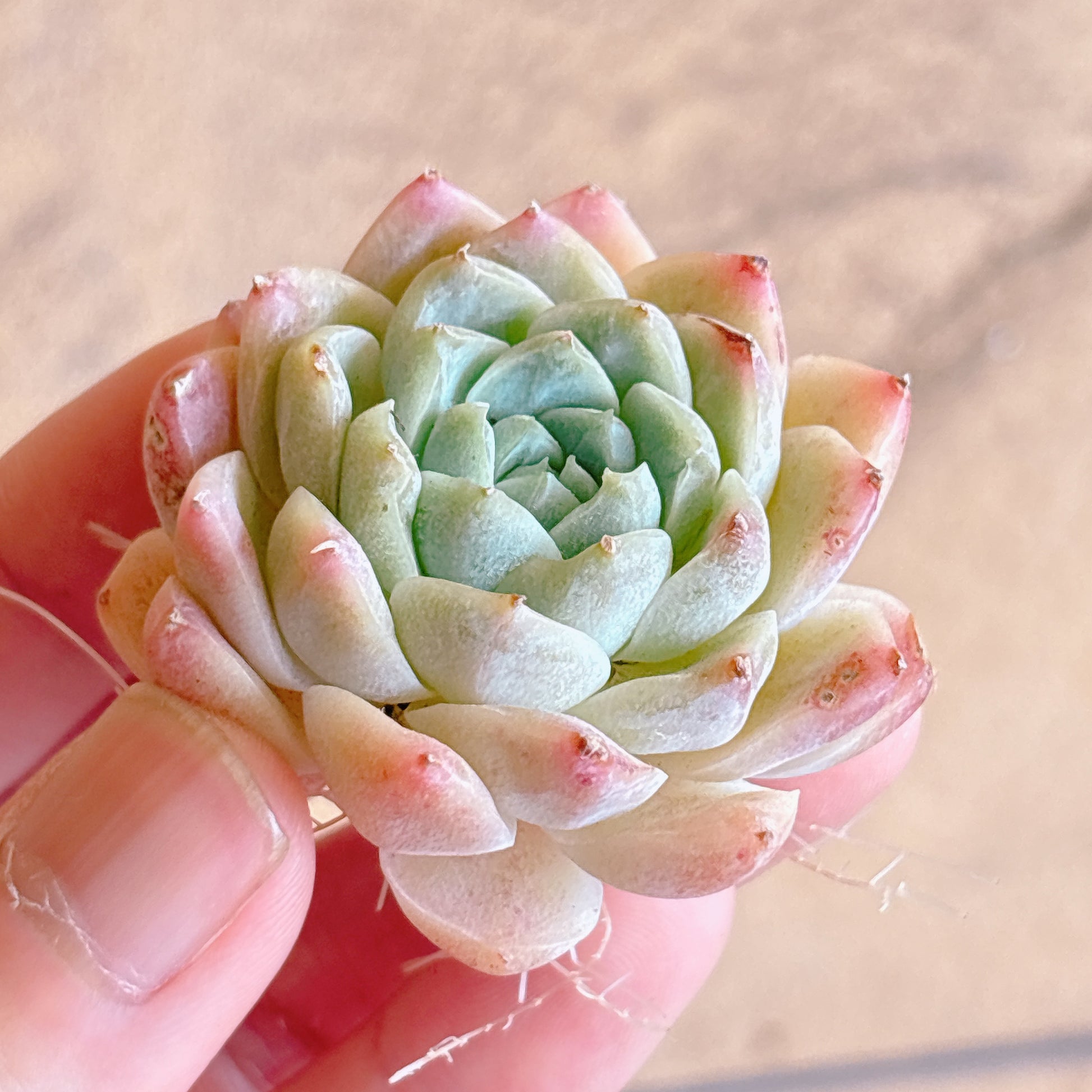 多肉植物