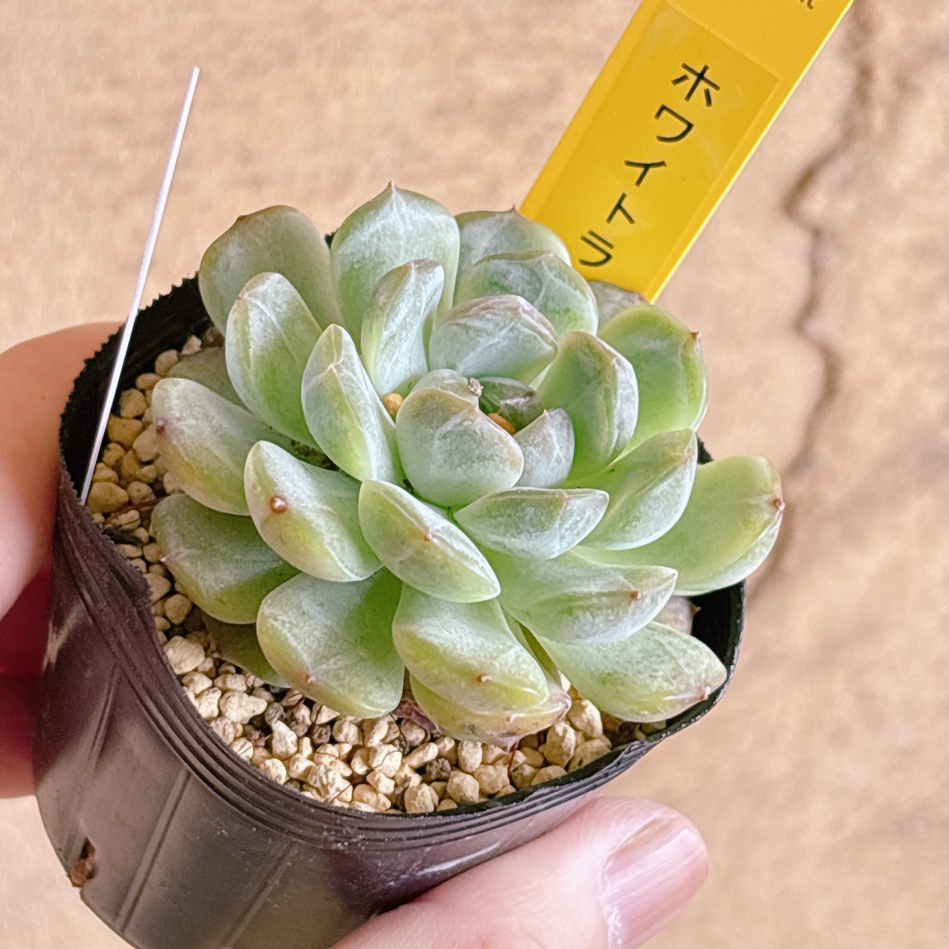 多肉植物