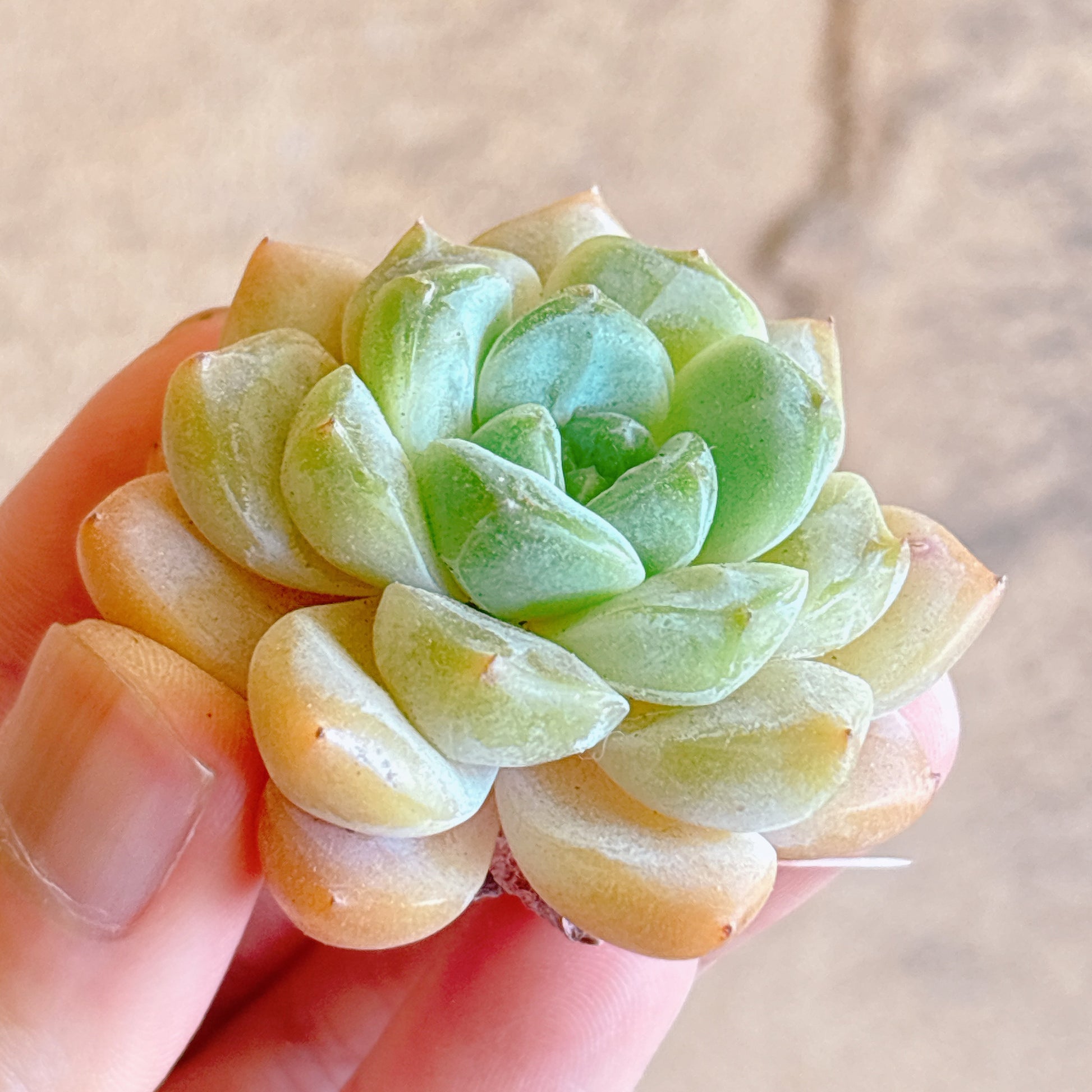 多肉植物