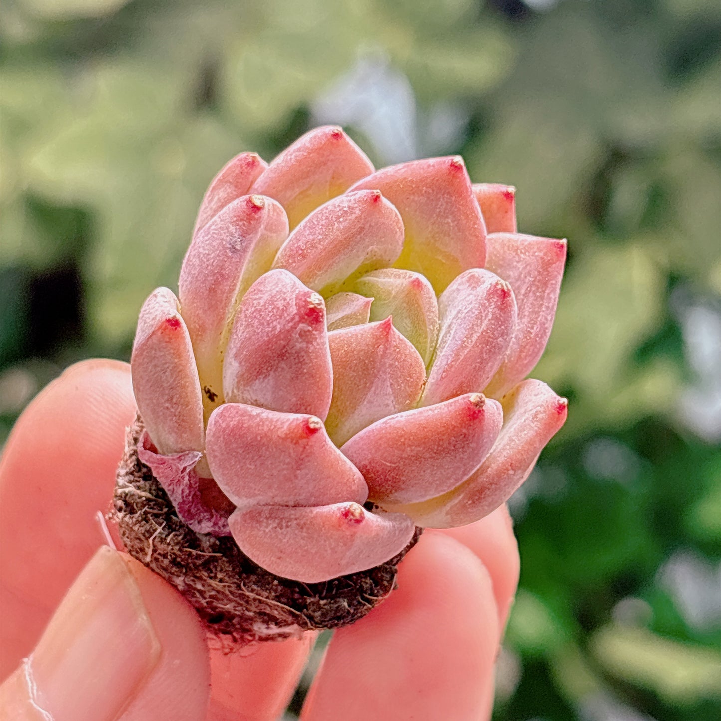 多肉植物