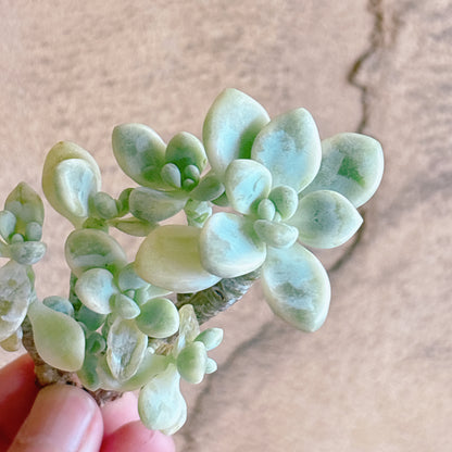 多肉植物