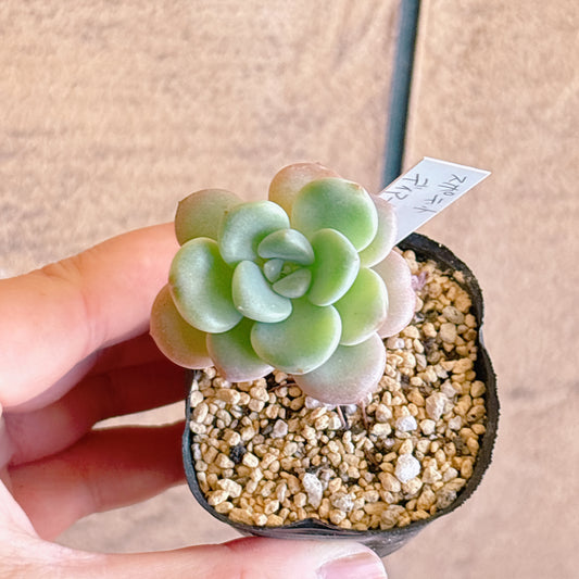 多肉植物