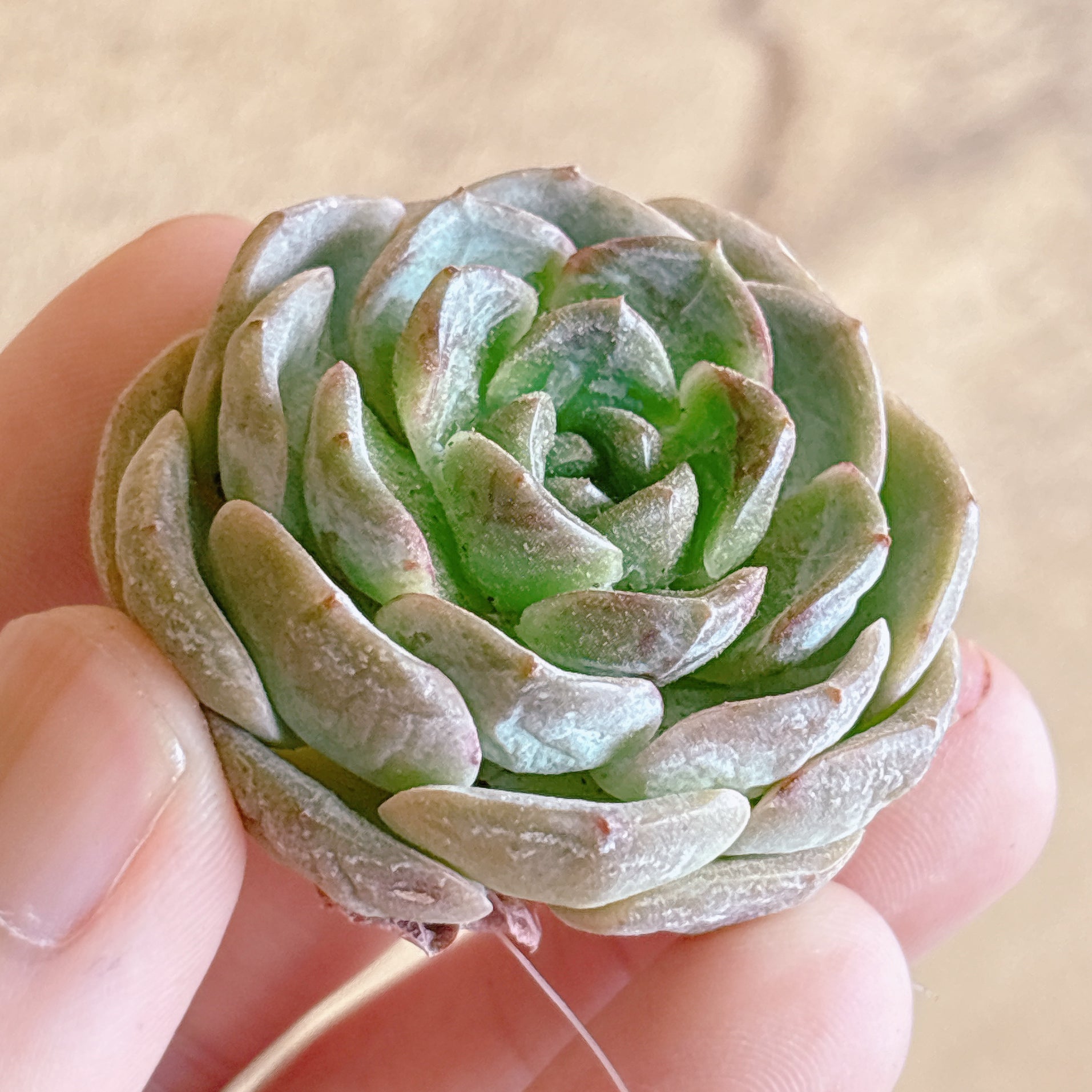 多肉植物