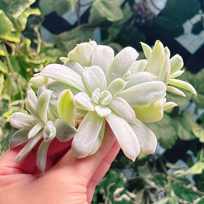 多肉植物