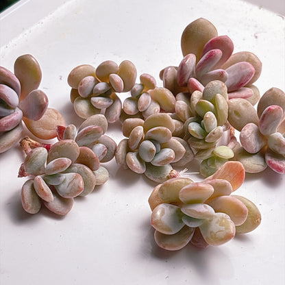 多肉植物