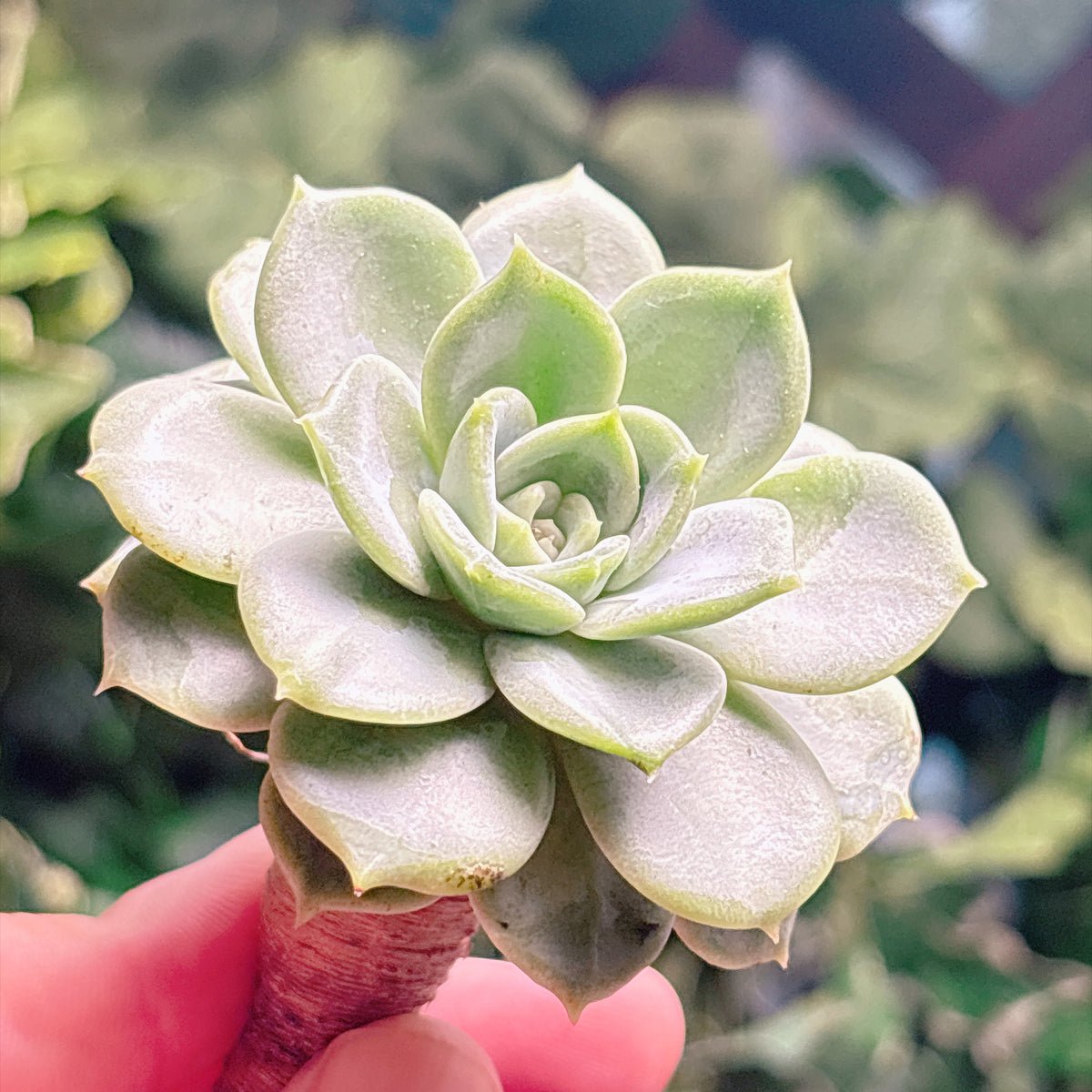多肉植物