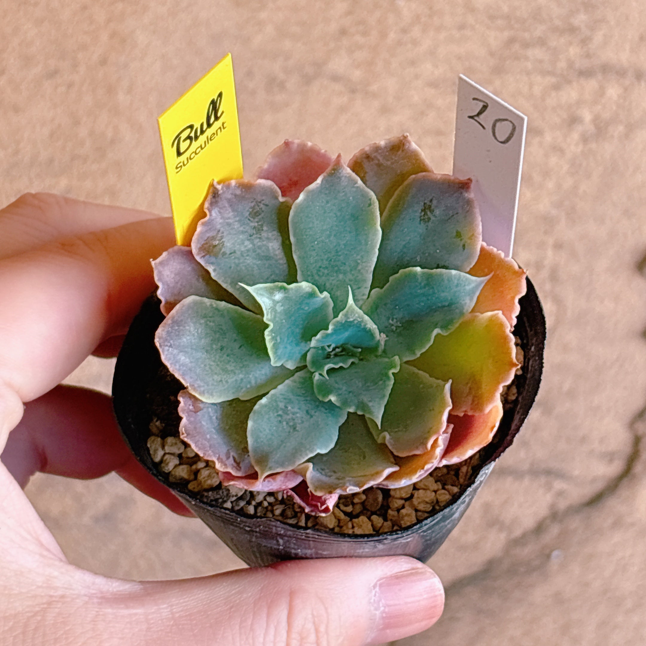 多肉植物の販売・通販サイト | Bull Succulent(ブルサキュレント)