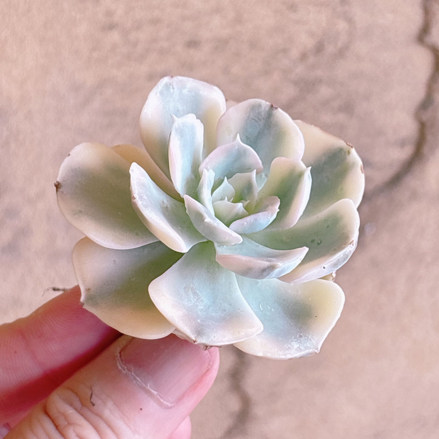 多肉植物
