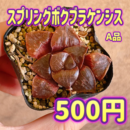 スプリングボクブラケンシス　A品　根付き苗