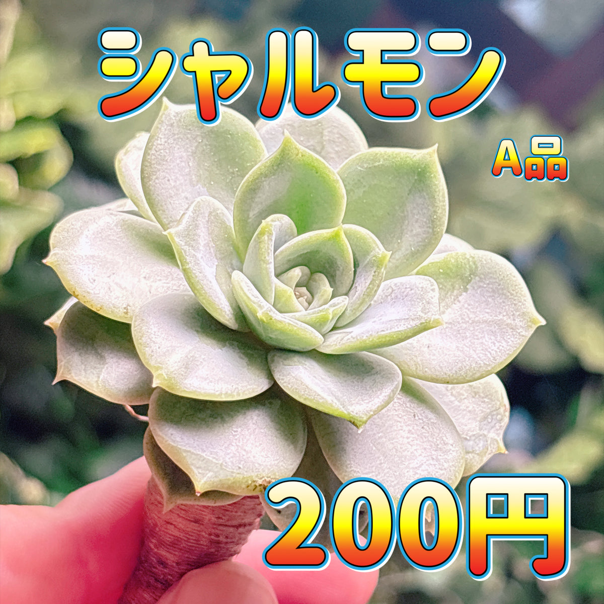 シャルモン　A品　カット苗