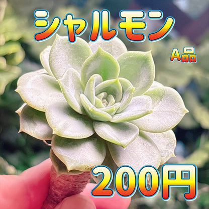 シャルモン　A品　カット苗
