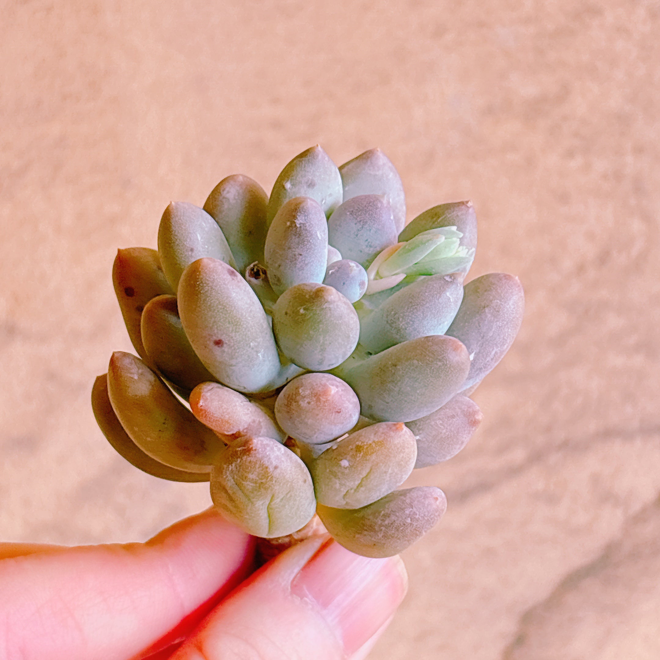 多肉☆ピンクナーシサス・大株・カット苗 ピンクラバー A品 カット苗 – Bull Succulent