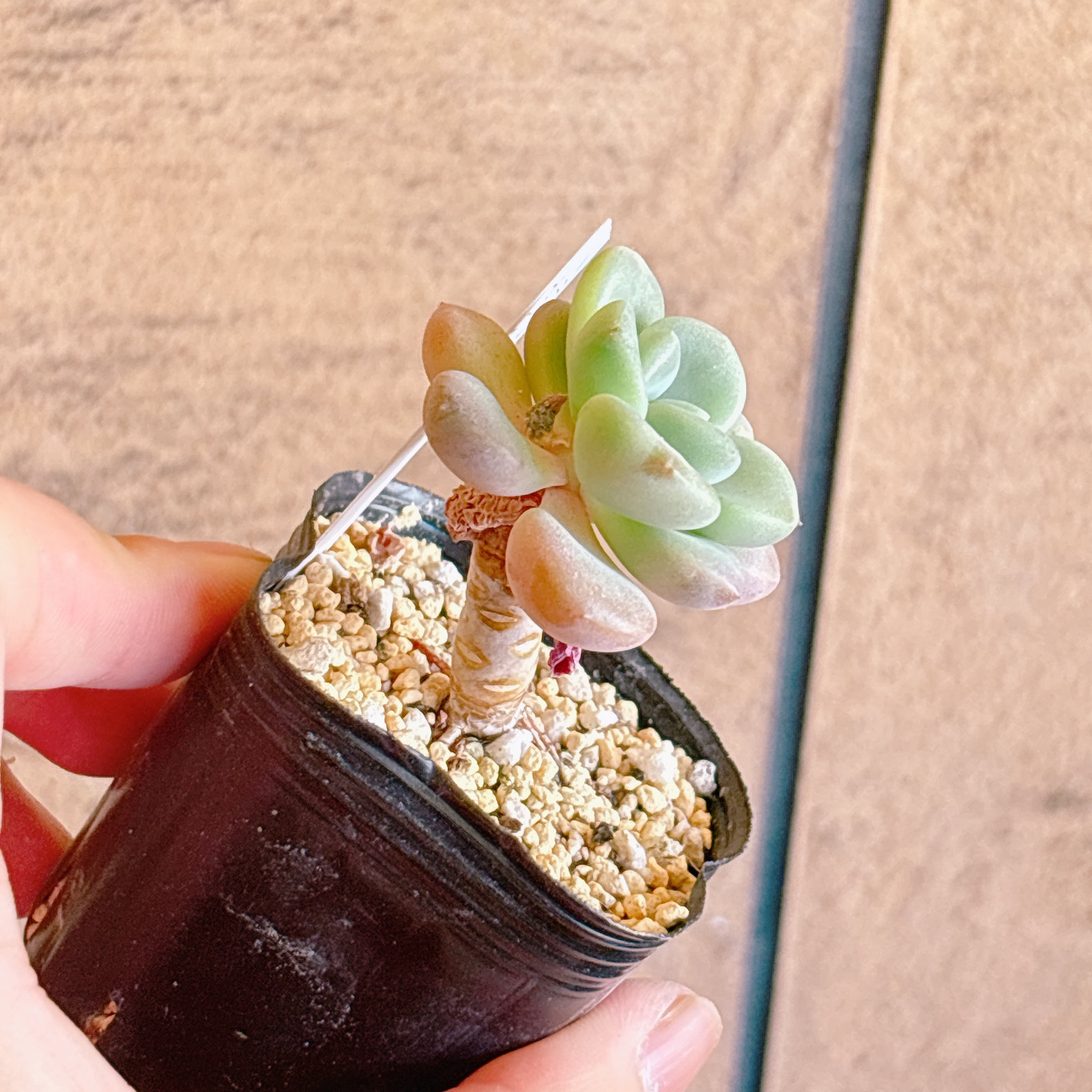 多肉植物の販売・通販サイト | Bull Succulent(ブルサキュレント)