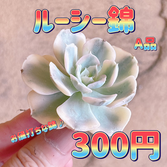 ルーシー錦　A品　カット苗
