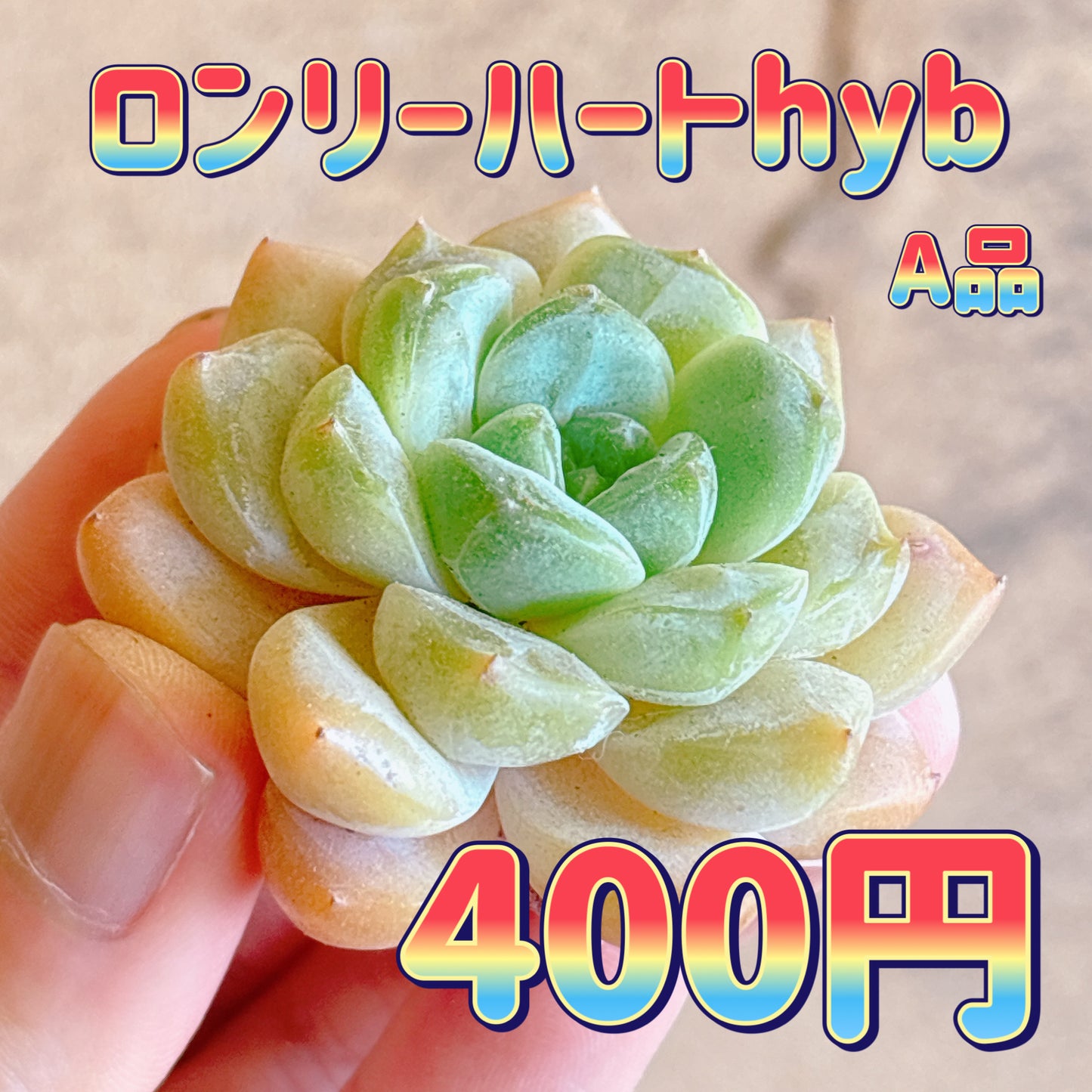 ロンリーハートhyb　A品　カット苗