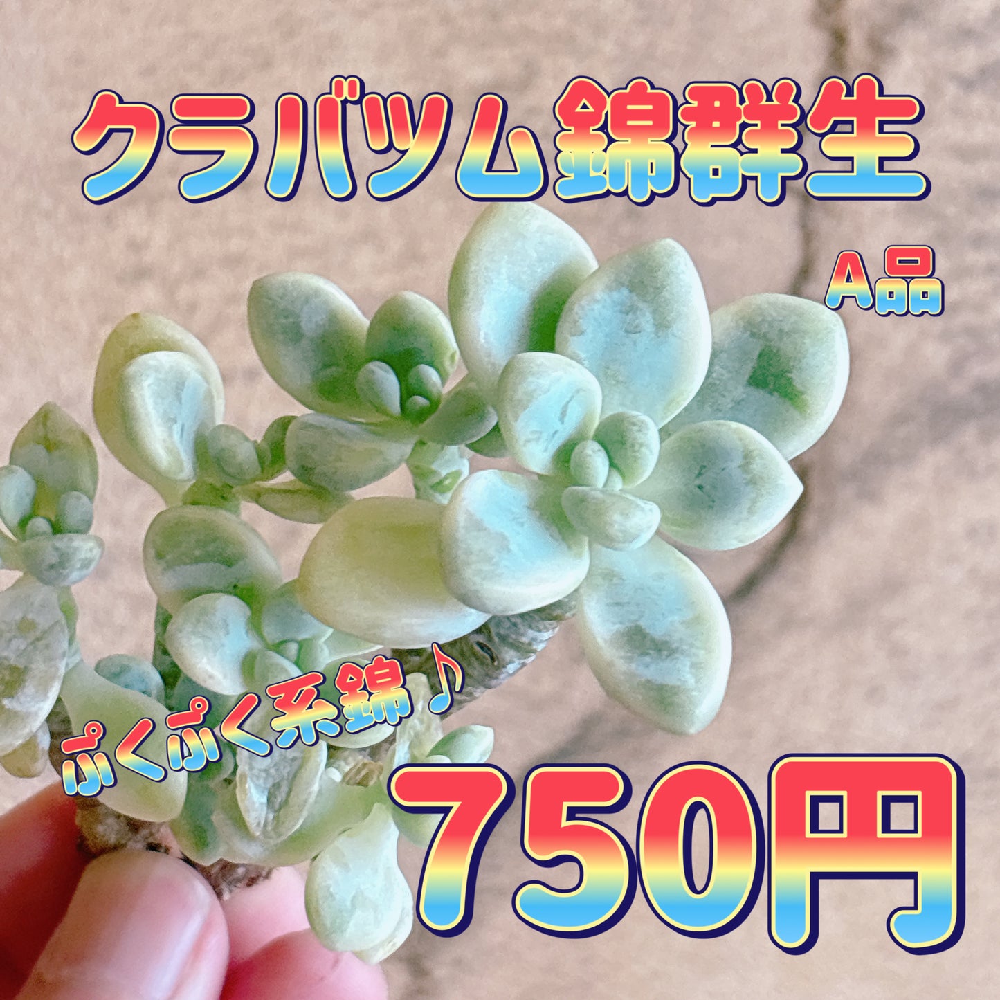 クラバツム錦群生　A品　カット苗