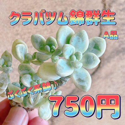 クラバツム錦群生　A品　カット苗