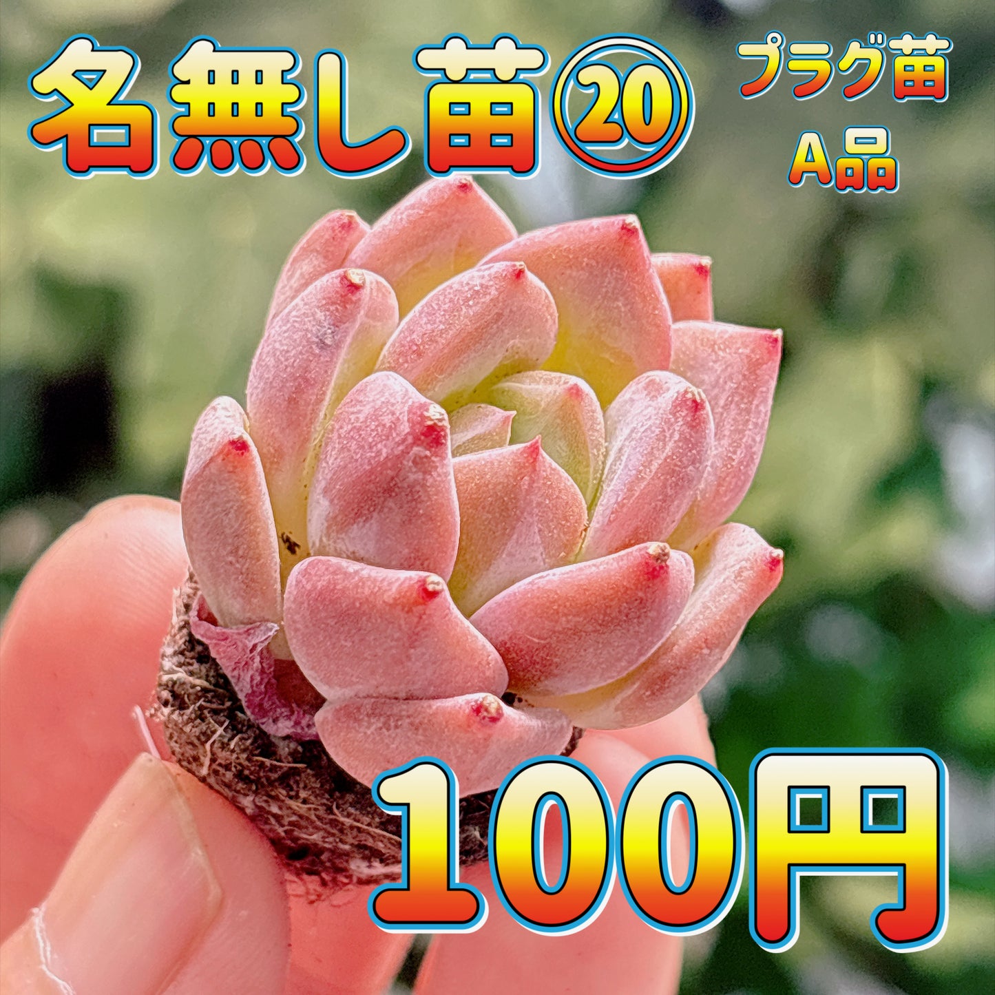 名無し苗２０　A品　プラグ苗