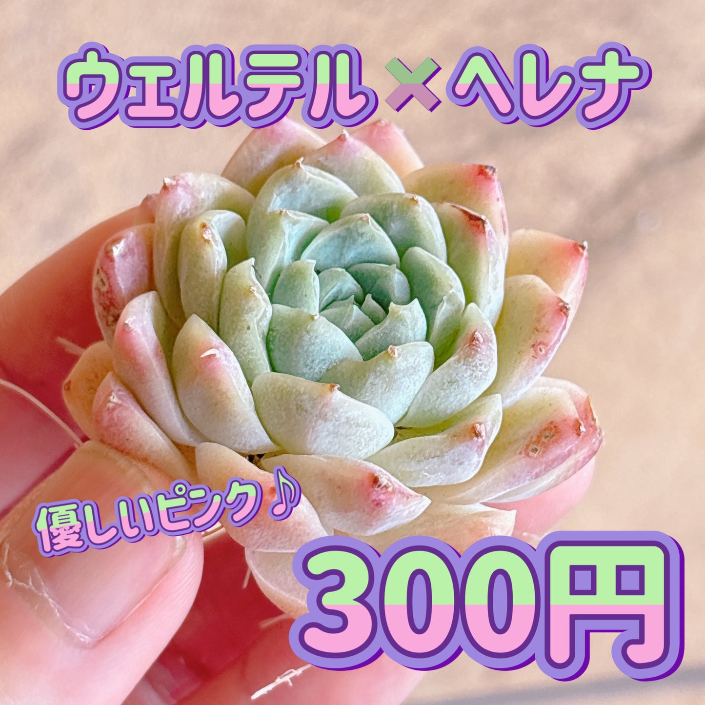 ウェルテル×ヘレナ　A品　カット苗
