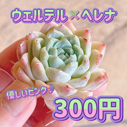 ウェルテル×ヘレナ　A品　カット苗