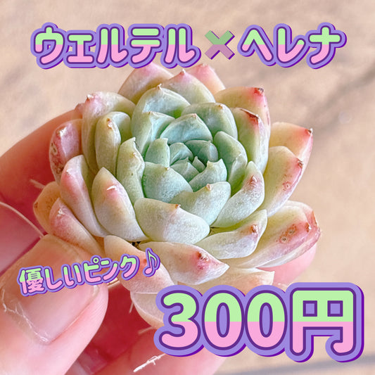 ウェルテル×ヘレナ　A品　カット苗