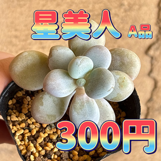星美人　A品　根付き苗