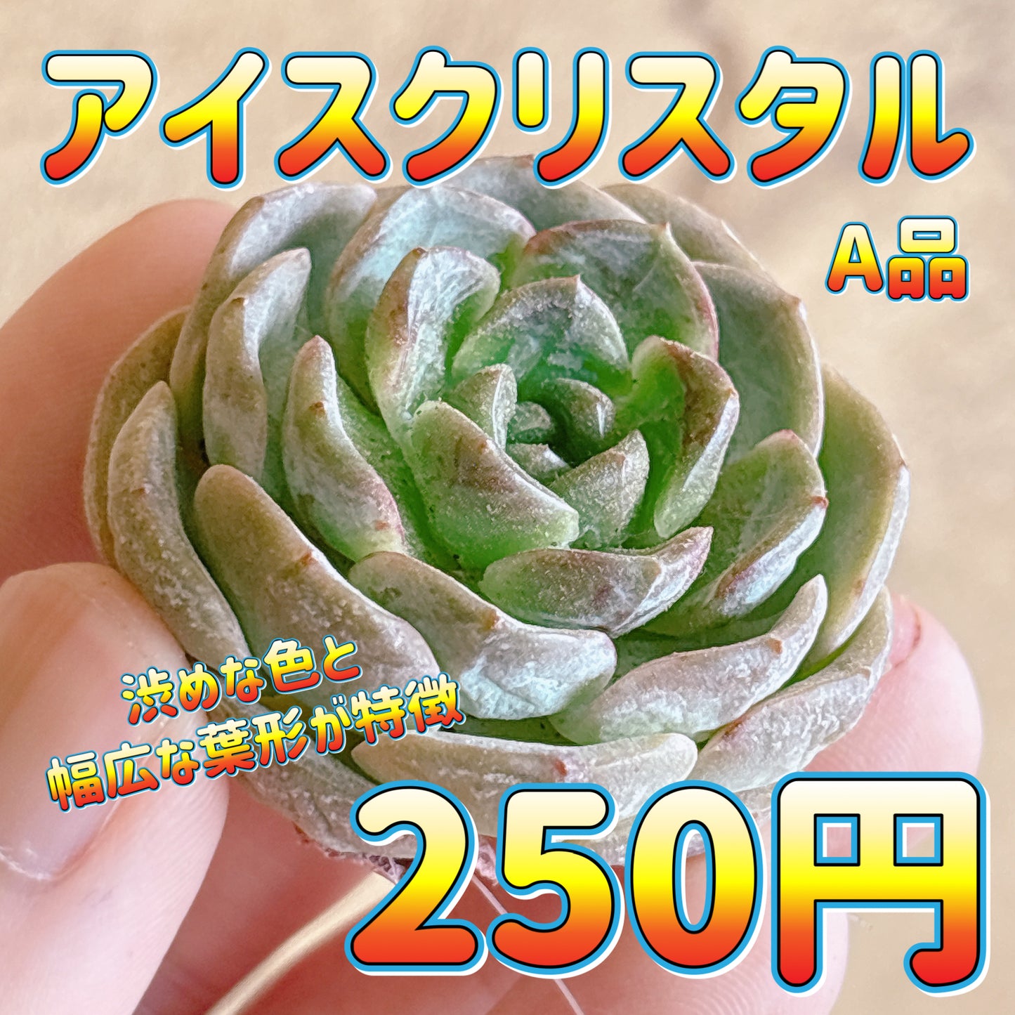 アイスクリスタル　A品　カット苗