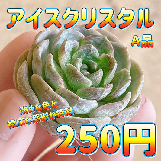 アイスクリスタル　A品　カット苗