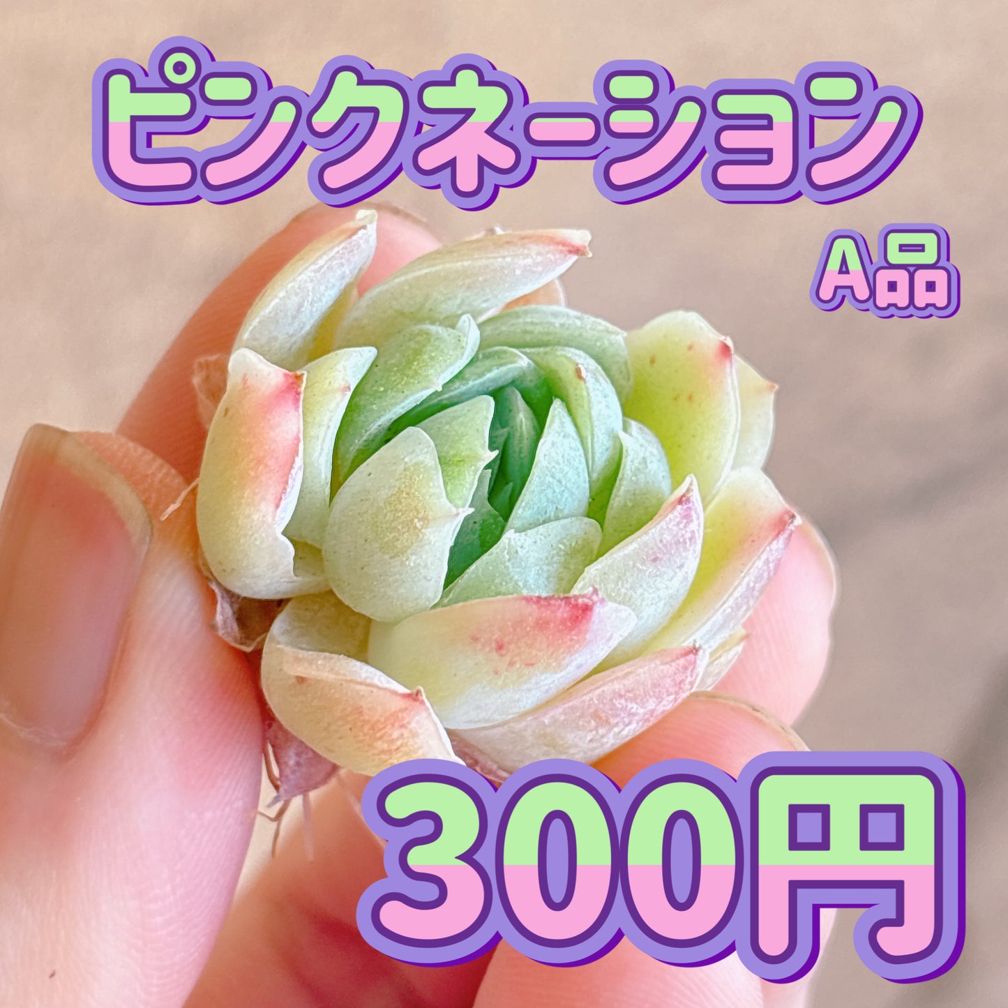 ピンクネーション　A品　カット苗