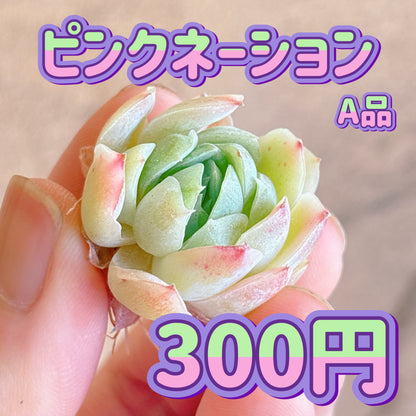 ピンクネーション　A品　カット苗