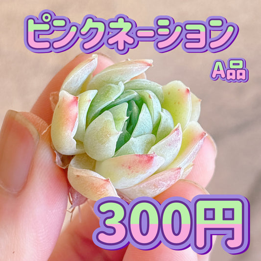 ピンクネーション　A品　カット苗