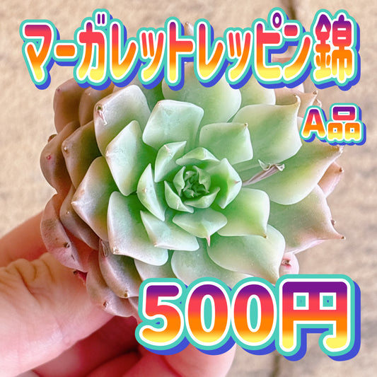 マーガレットレッピン錦　A品　カット苗