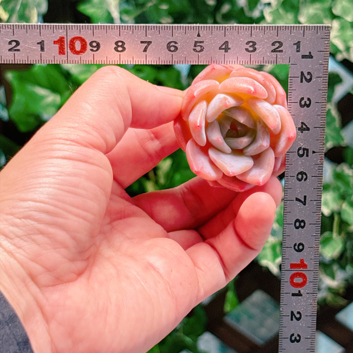 ベルベットロゼット　A品　カット苗