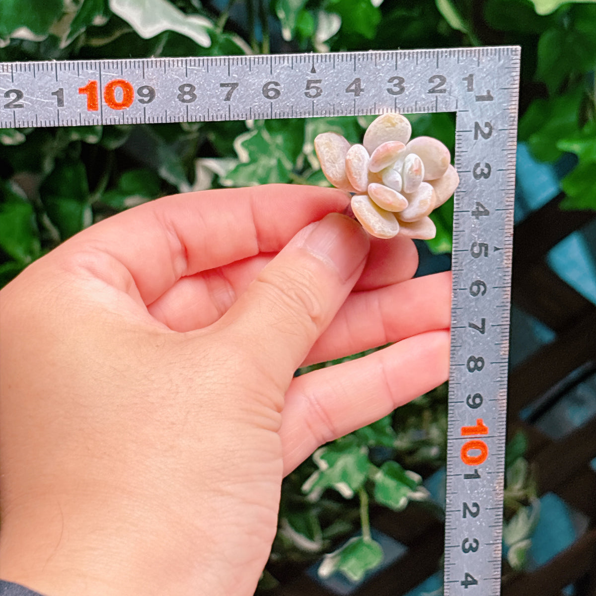 ピンクバニー　A品　カット苗