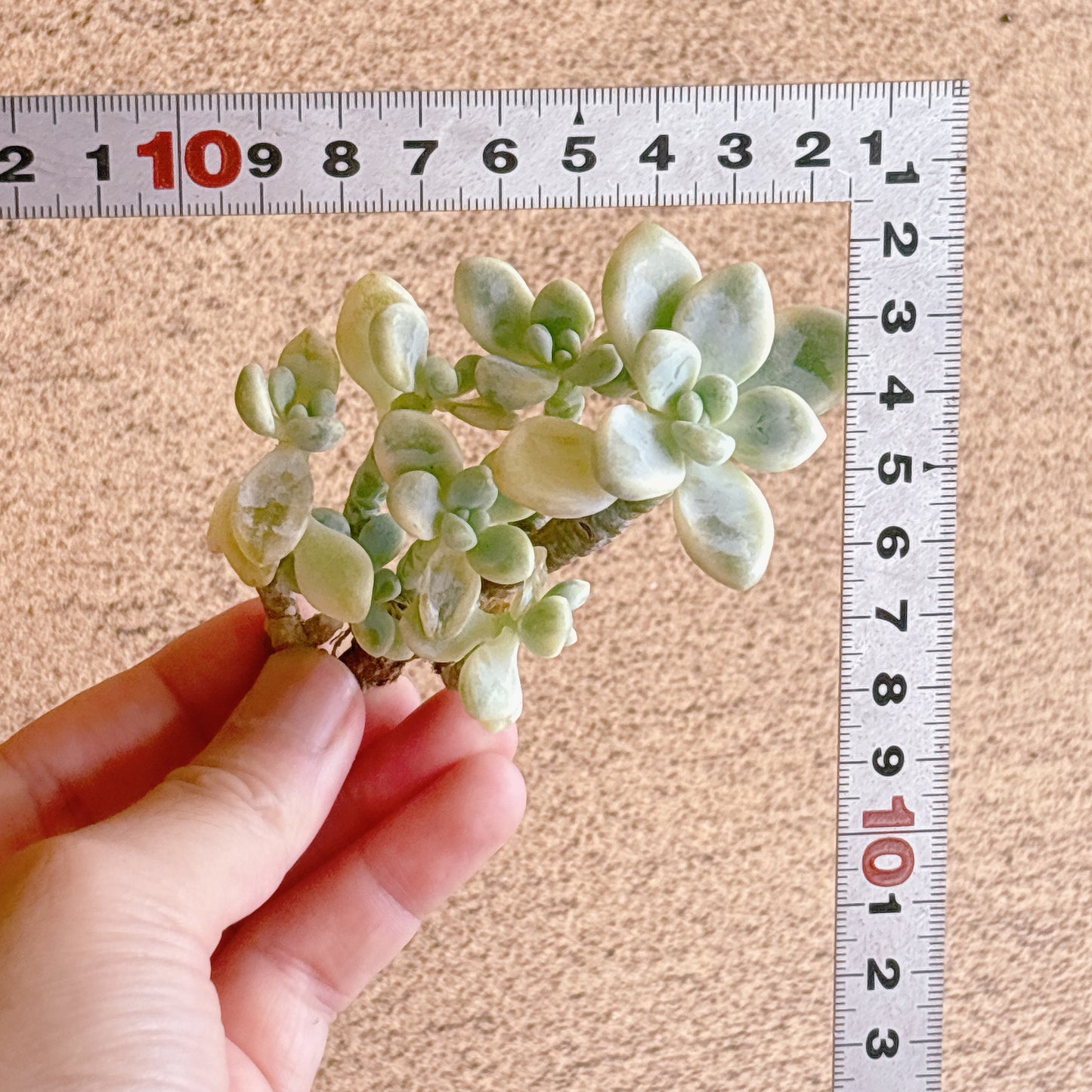クラバツム錦群生　A品　カット苗