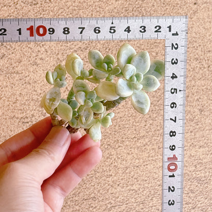 クラバツム錦群生　A品　カット苗
