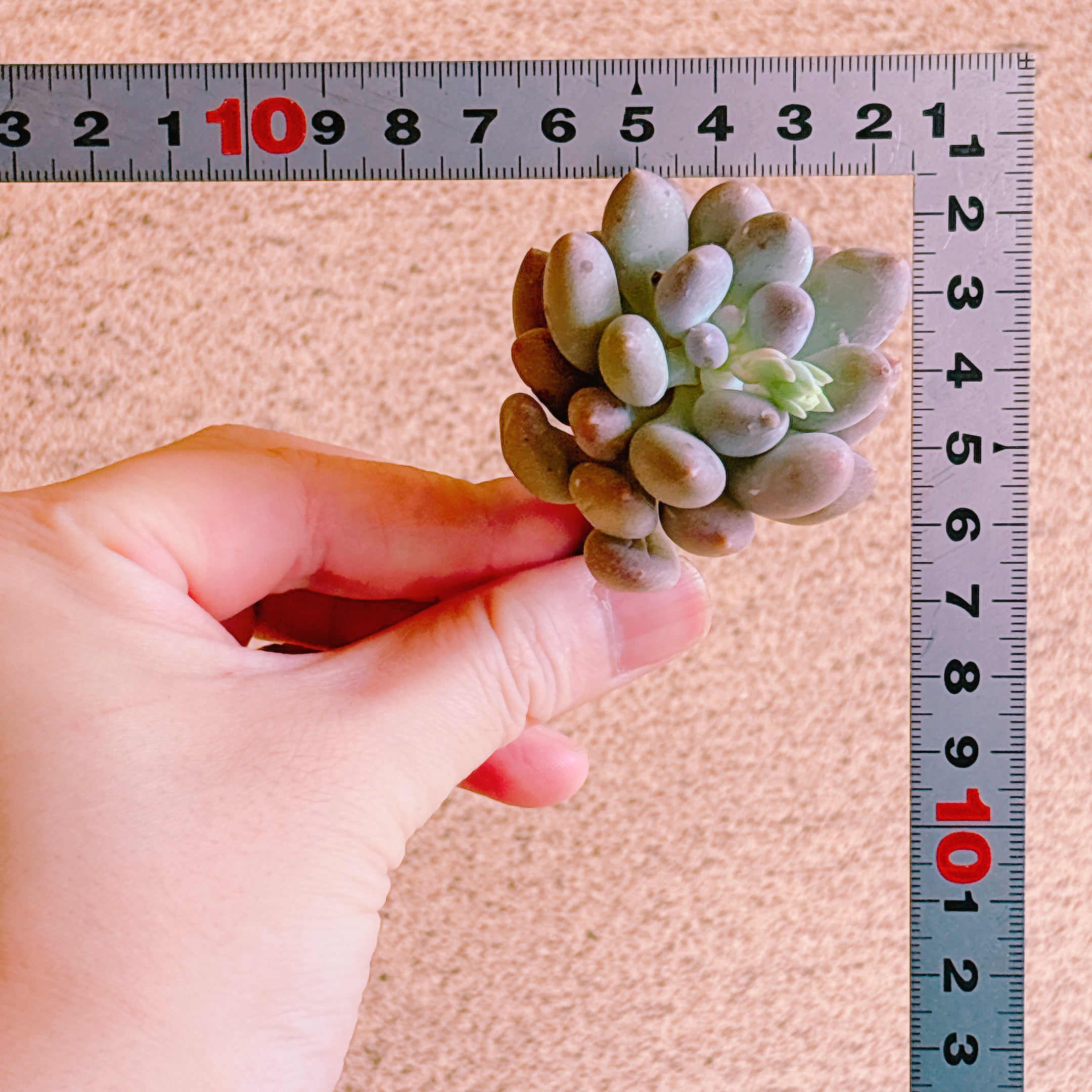 ピンクラバー A品 カット苗 – Bull Succulent