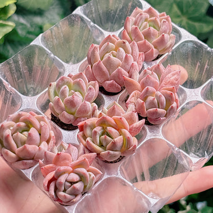 名無し苗２０　A品　プラグ苗