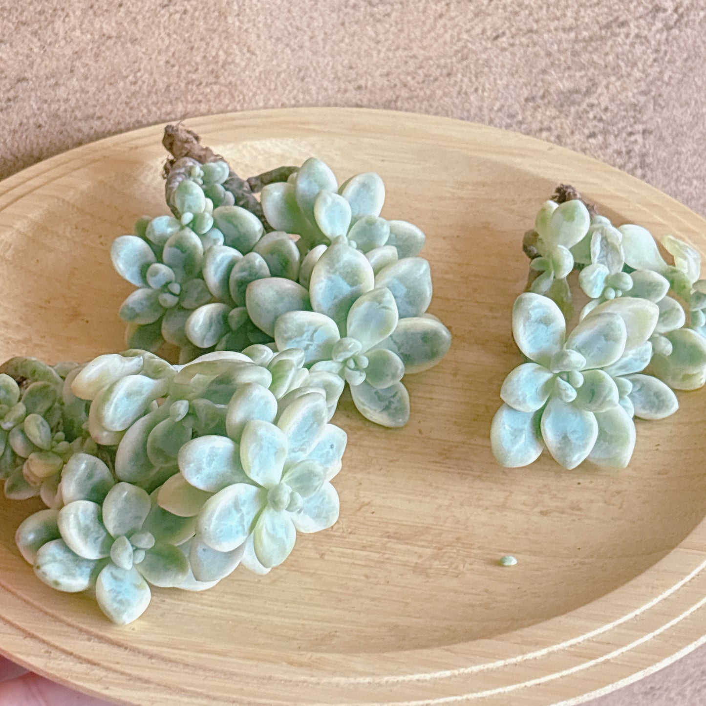 クラバツム錦群生　A品　カット苗