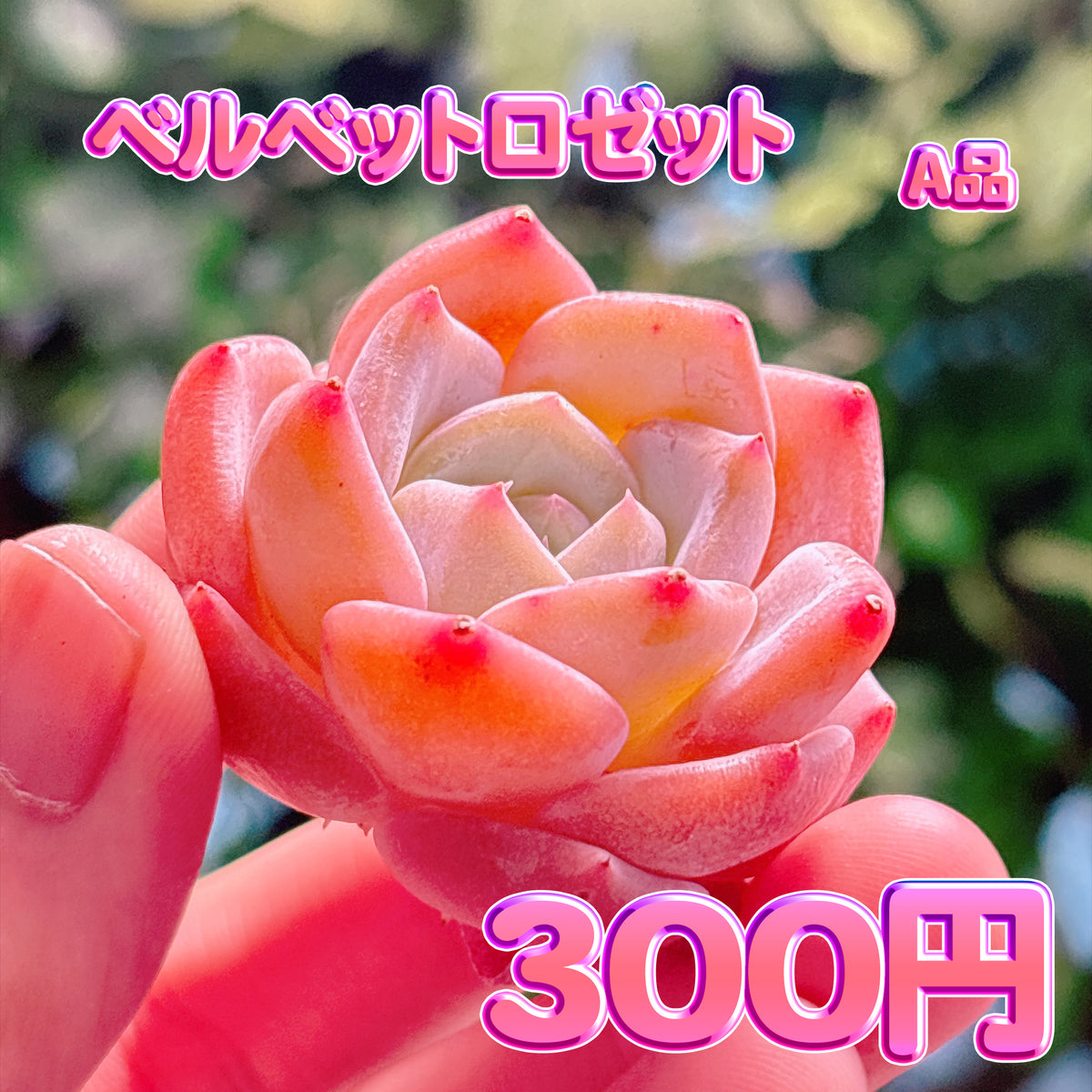 ベルベットロゼット　A品　カット苗