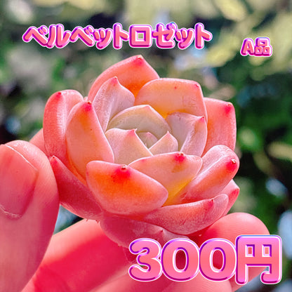 ベルベットロゼット　A品　カット苗