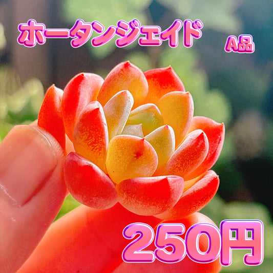 ホータンジェイド　A品　カット苗