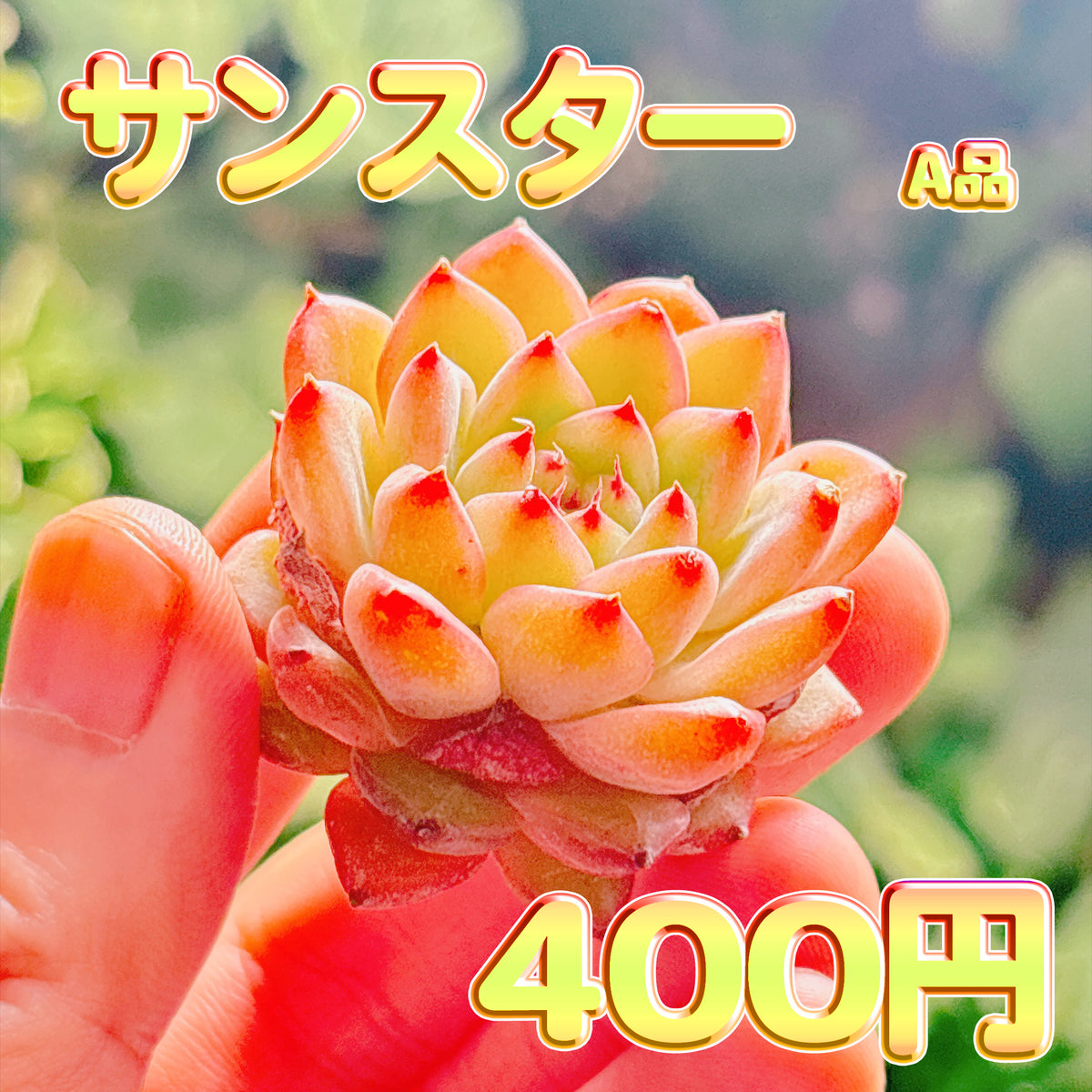 サンスター　A品　カット苗