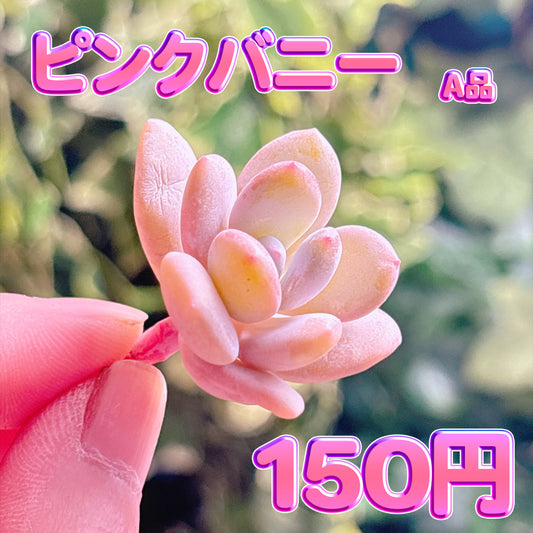 ピンクバニー　A品　カット苗