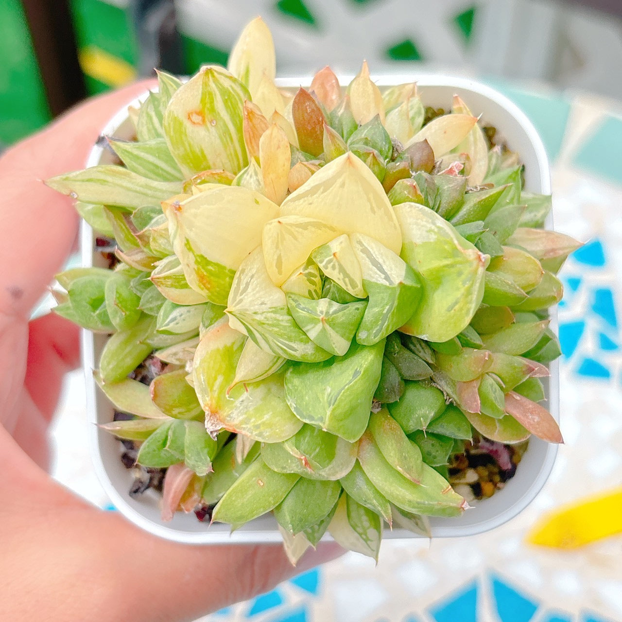宝草錦　特級品　25