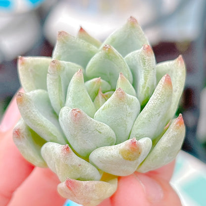 オールドエッグ　A品